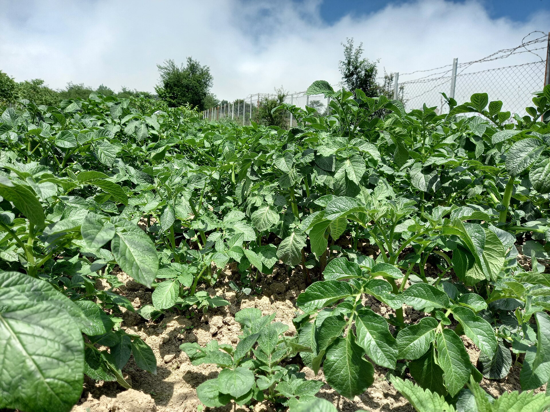 A potato farm in Mazandaran province, Iran