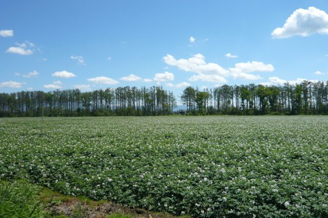 Potato fields and a windbreak in Koshimizu, Hokkaido, Japan