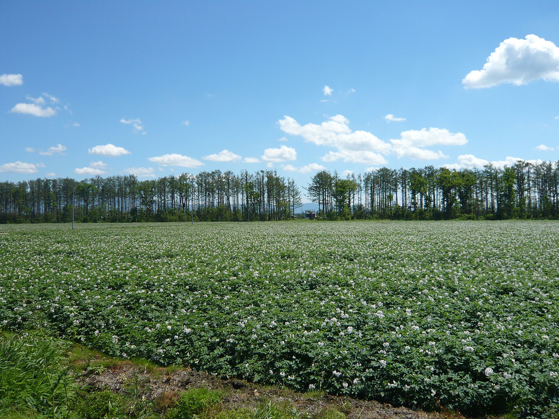 Potato fields and a windbreak in Koshimizu, Hokkaido, Japan