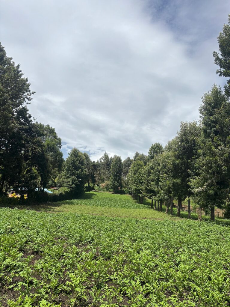A potato farm in Kenya