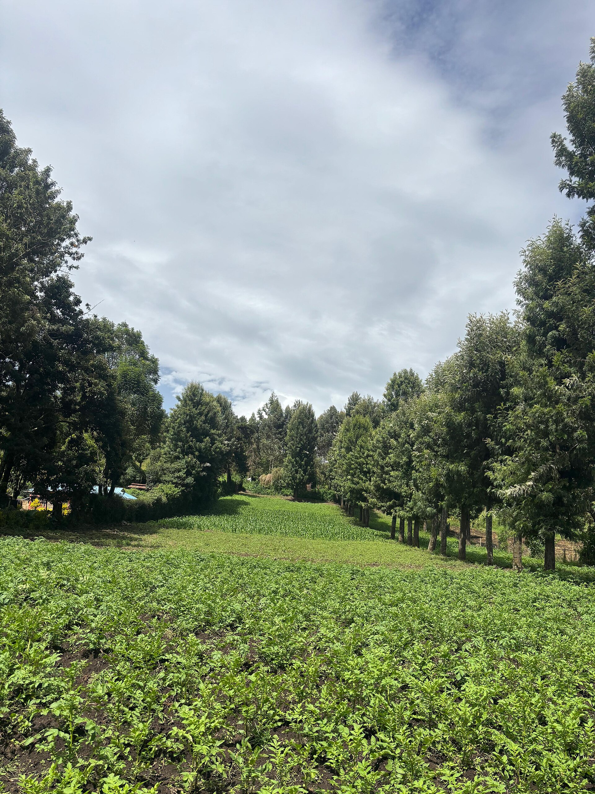 A potato farm in Kenya
