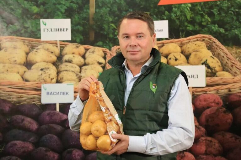Patate di semina di u Gruppu Agro Molyanov