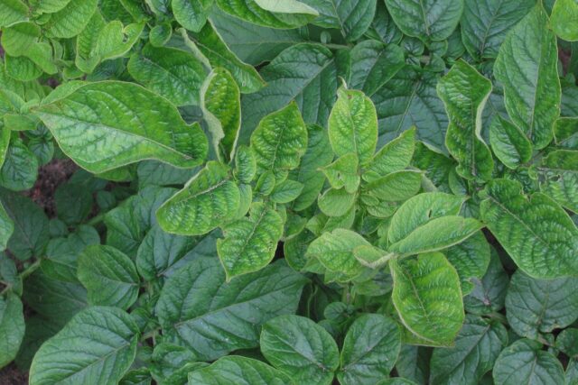 Potato plant with virus symptoms on the leaves