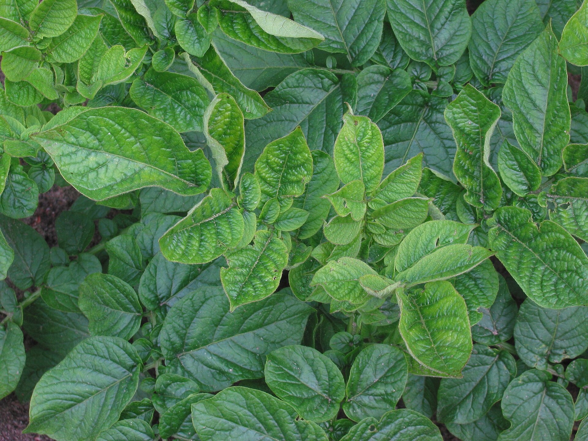 Potato plant with virus symptoms on the leaves