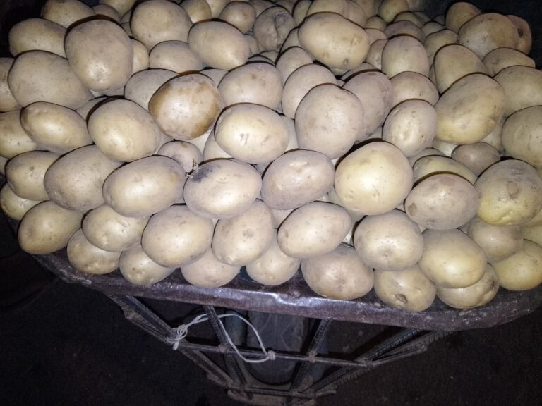 Nigeria: Potato Yields Stay Near 3.8 t/ha as Output Reaches 1.23 Mt 2 Irish potatoes, the common name for potatoes in Nigeria