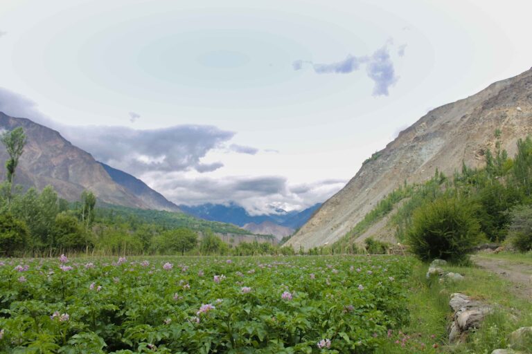 Χωράφια πατάτας στην κοιλάδα Hunza, Gilgit-Baltistan, Πακιστάν