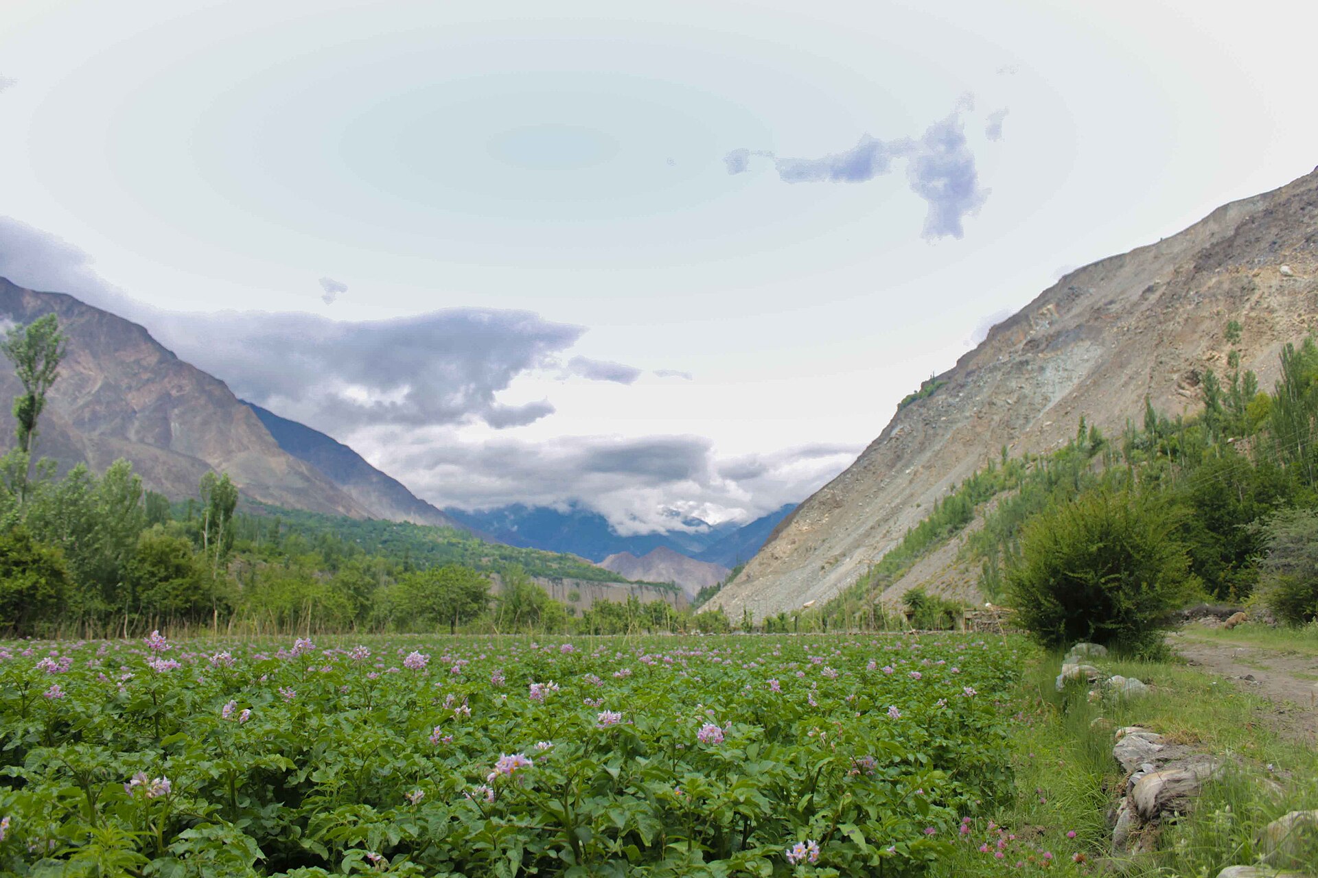 Potato fields in Hunza Valley, Gilgit-Baltistan, Pakistan