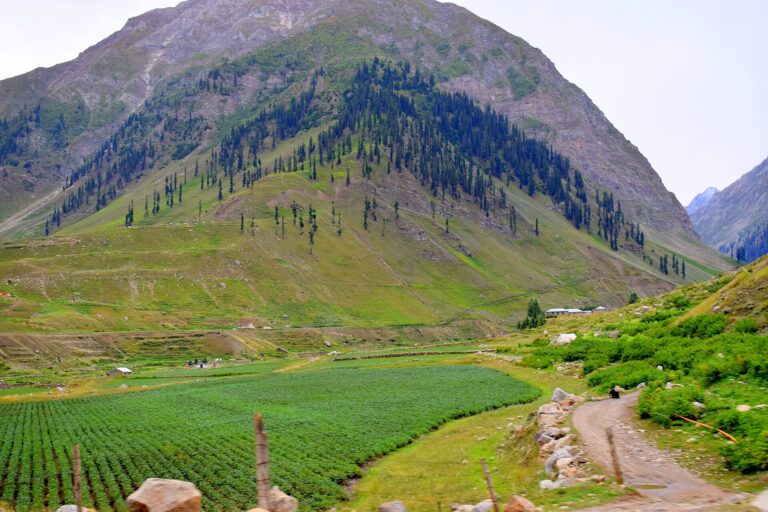 Potato fields in Batakundi, Khyber Pakhtunkhwa, Pakistan
