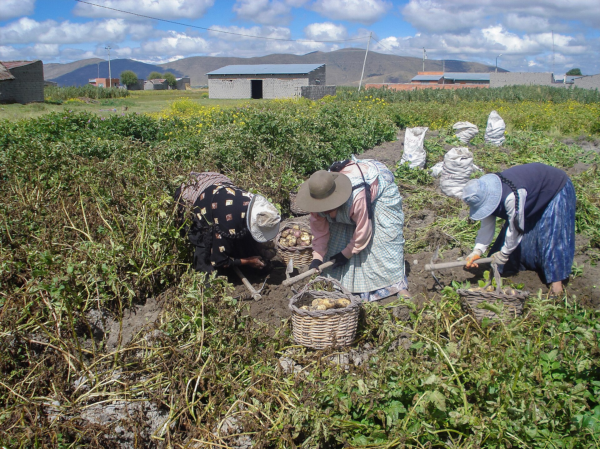 Potato harvest on the Bolivian Altiplano (not Paraguay)