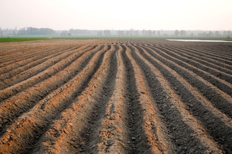 Poland: Wholesale Potato Prices Rise 62% Year on Year as the Harvest Heads for About 6 Million Tonnes 3 A potato field