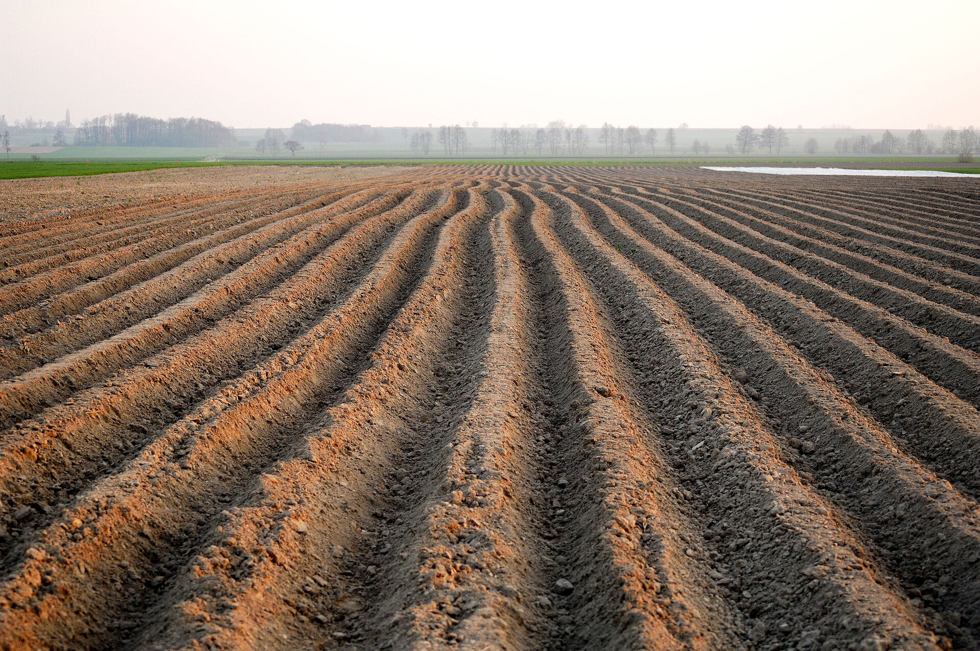 A potato field