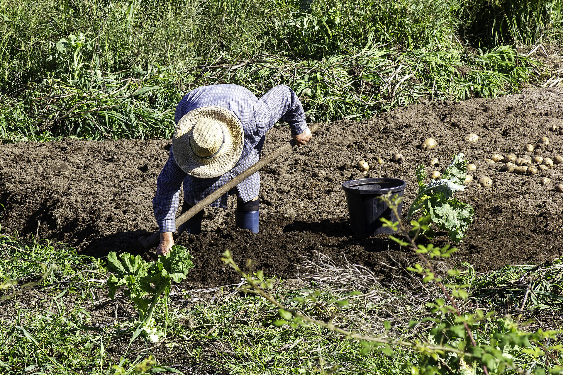 Hoeing a potato plot in Covelo, Galicia, Spain