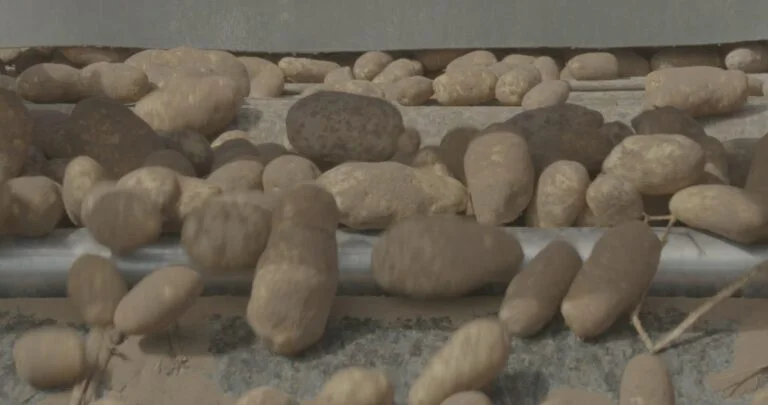 USA: Value of 2025 Potato Crop Falls 9% to $4.21 Billion 3 Potato harvest in the United States