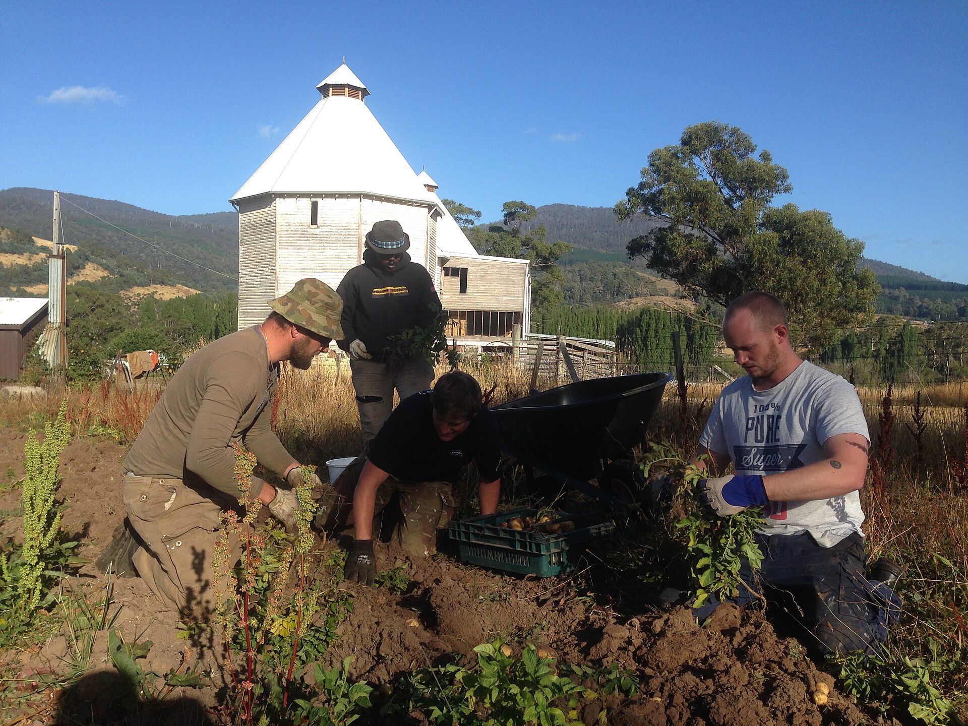 A potato harvest (not South Africa)