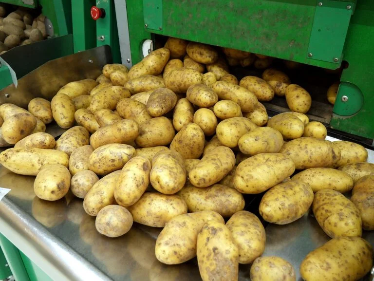 Німеччина: Споживачі платять за картоплю на 15.1% більше, ніж рік тому, оскільки збирання врожаю прискорюється Картопля продається в продуктовому магазині