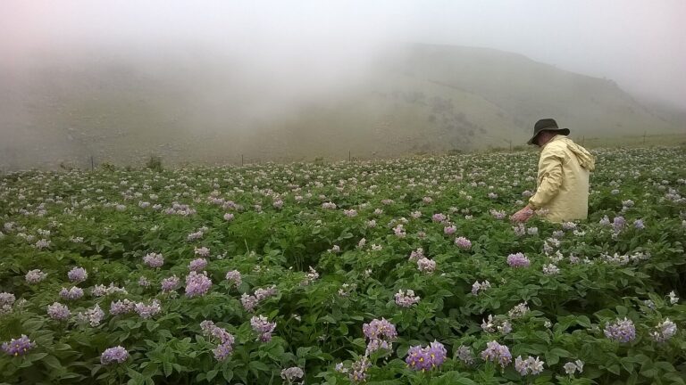 Russia: Primorye Inspectors Check 6,700 Tonnes of Seed Potatoes From 2,260 Hectares 4 Field inspection of a seed potato crop