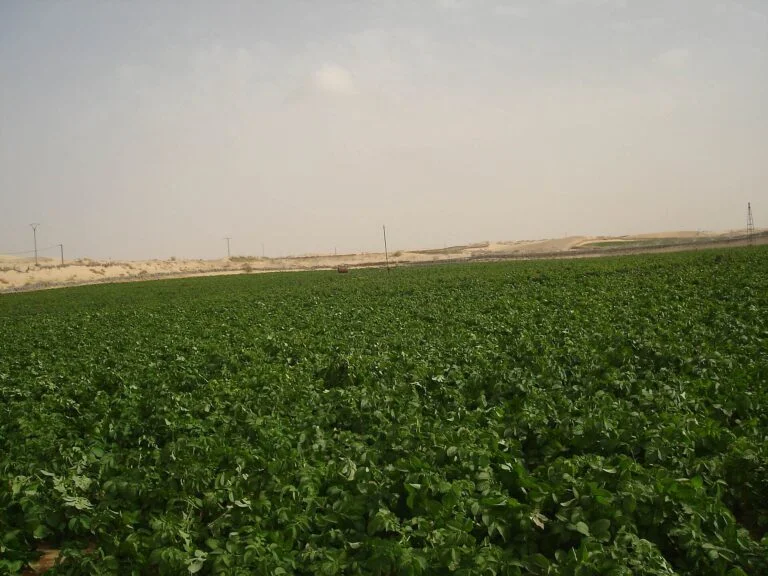 Algeria: Imported Arizona Seed Potatoes Cost Up to 4 Times Local Seed 2 Potatoes grown in El Oued, Algeria