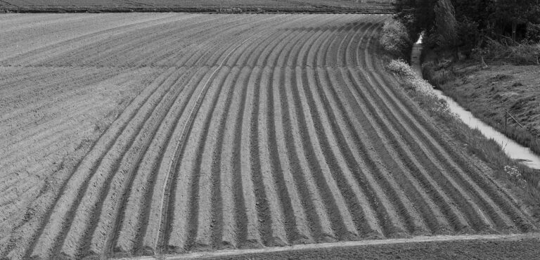 A potato field below a dike in Friesland, the Netherlands