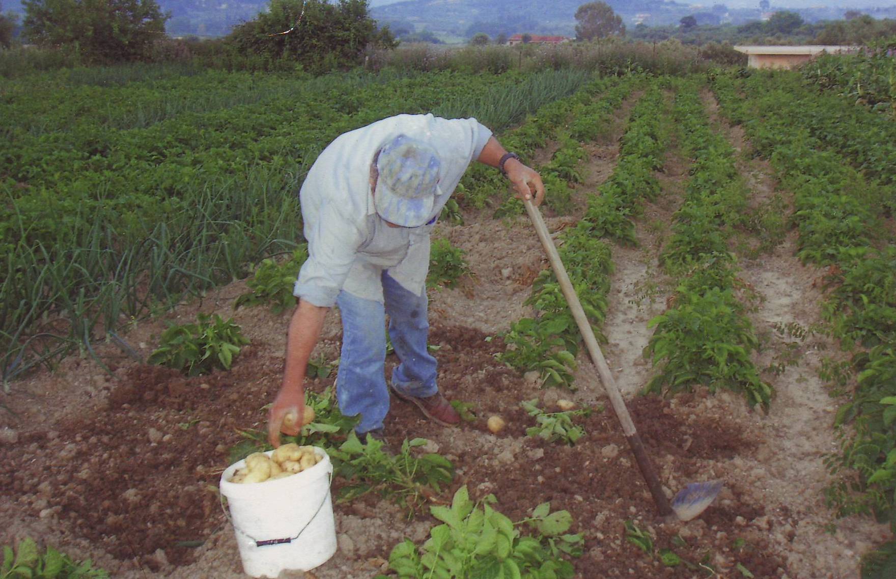 A farmer in a potato field in Greece
