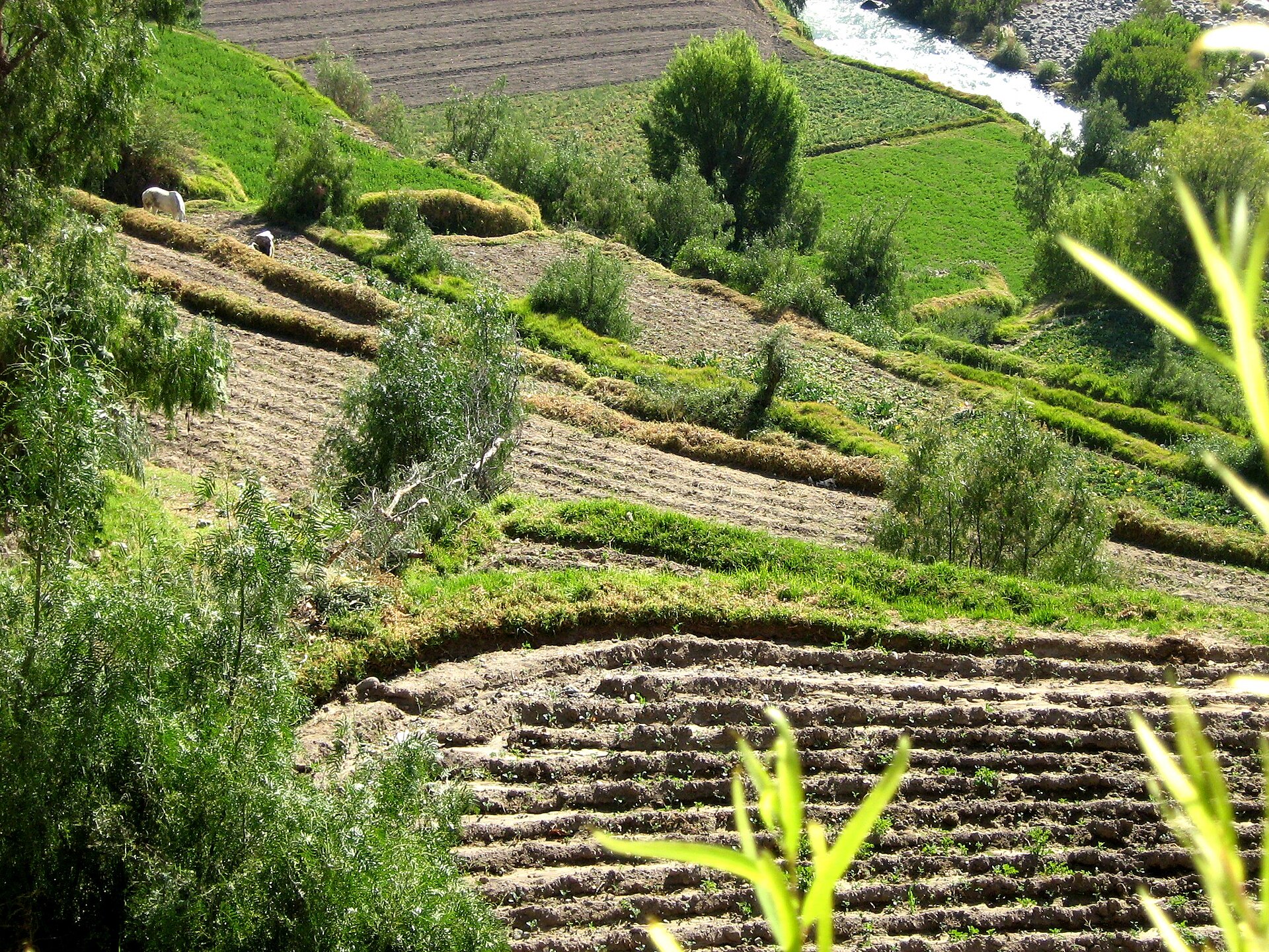 Peru: Potato Output Doubles to 6.58 Million Tonnes Since 2000 as Yields Reach 19.5 t/ha 1 Terrace farming in the Andes, Peru