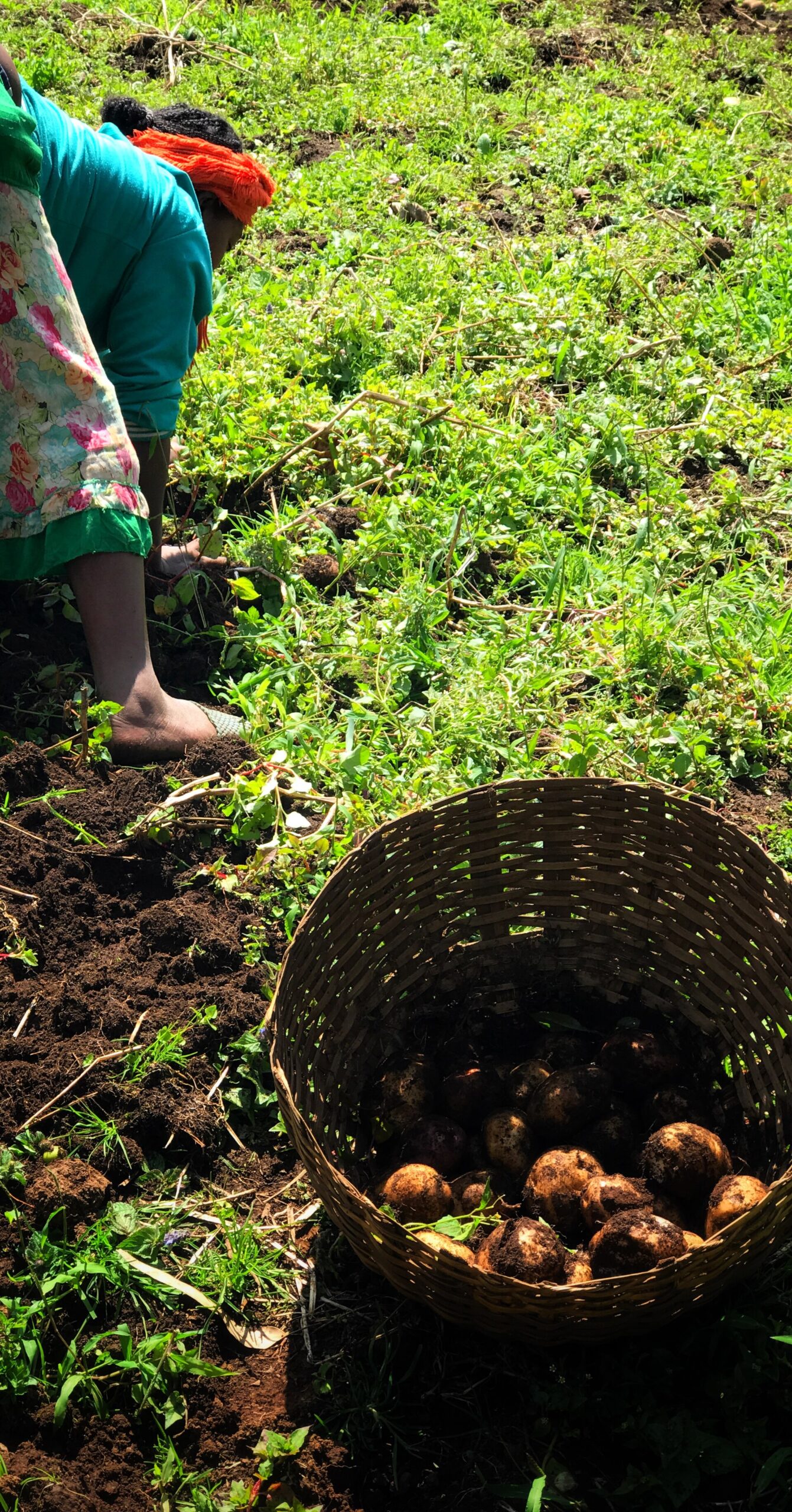 Potato picking