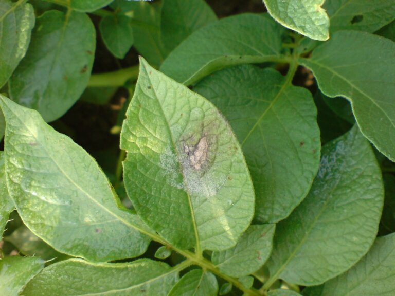 Europe: EU_36 Late Blight Clone Falls to 34% of Samples as Resistant EU_43 Rises to 12% 2 Late blight on a potato plant