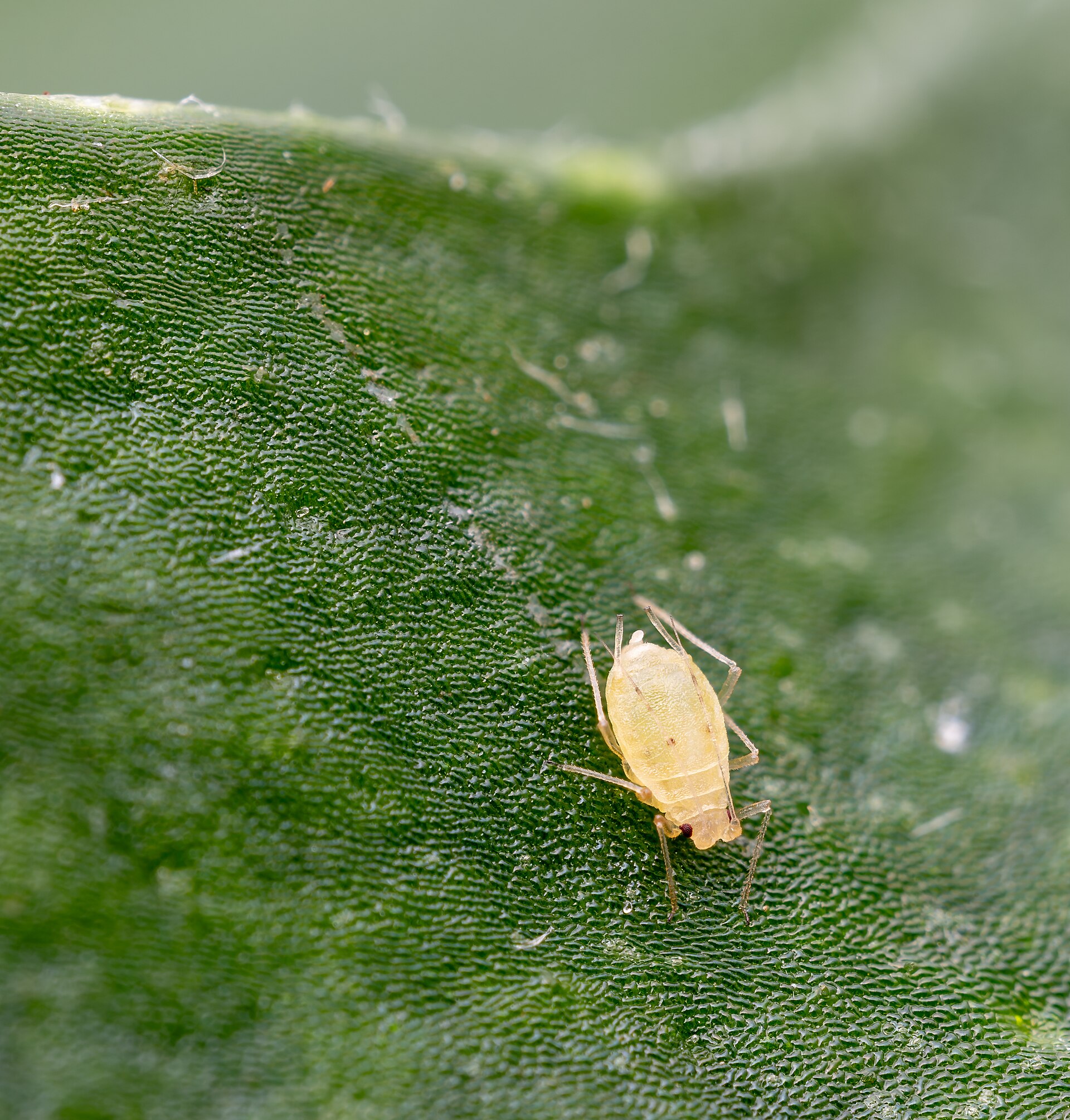 Green peach aphid (Myzus persicae) on a leaf