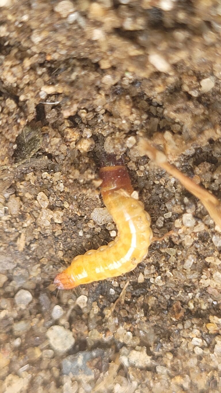 Na Duniya: Hatsarin Tsutsar Waya Ga Dankali Ya Koma Kololuwa A Cikin Shekaru 2 Na Farko Bayan Ciyawar 29 Ƙwayoyin cuta na Click (wireworms)