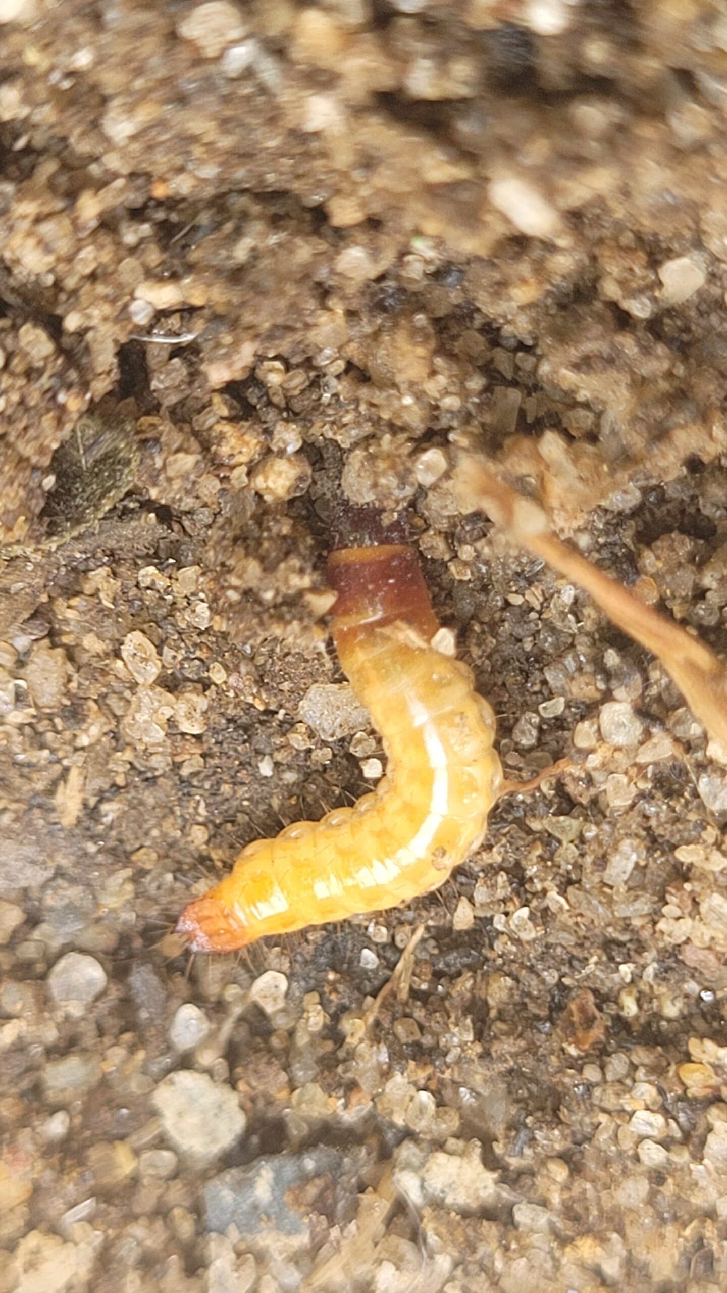 Click beetle larvae (wireworms)