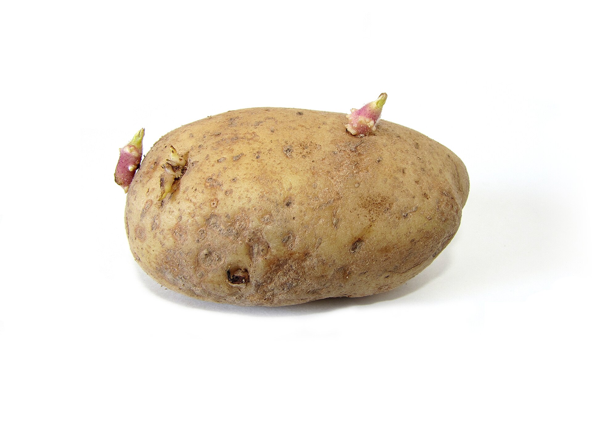 A potato with sprouts