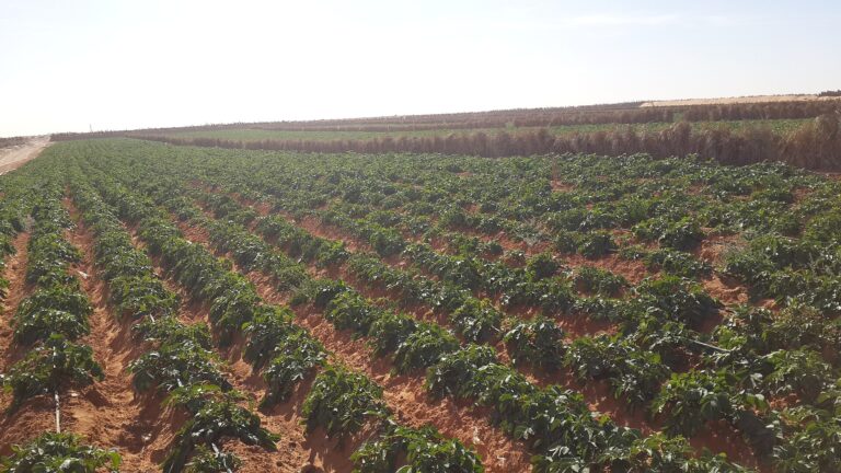 Morocco: Potato Output Doubles to 2.19 Million Tonnes Since 2000 as Yields Reach 32.8 t/ha 2 Potatoes grown in the Sahara, Algeria (not Morocco)