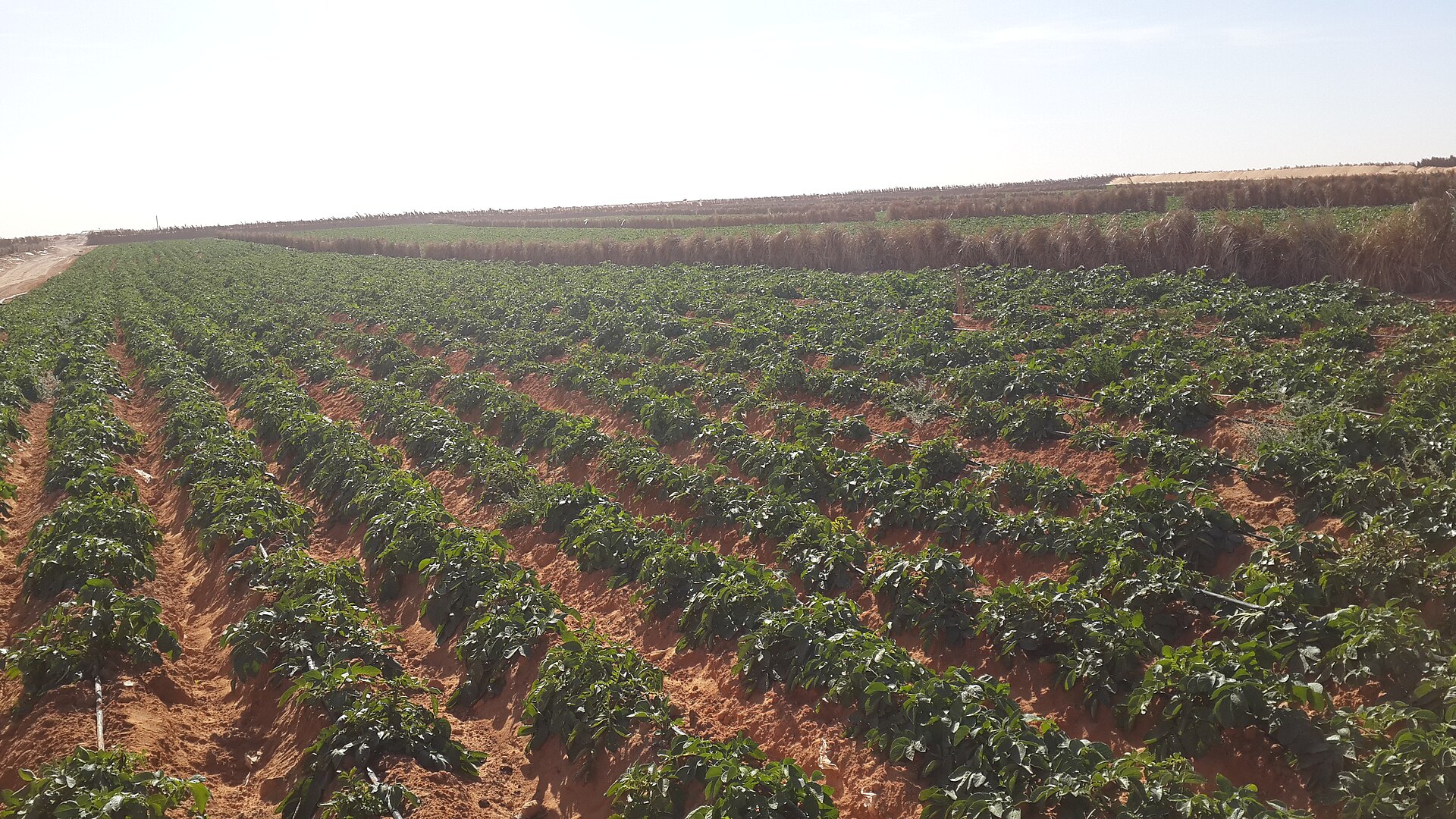 Potatoes grown in the Sahara, Algeria (not Morocco)
