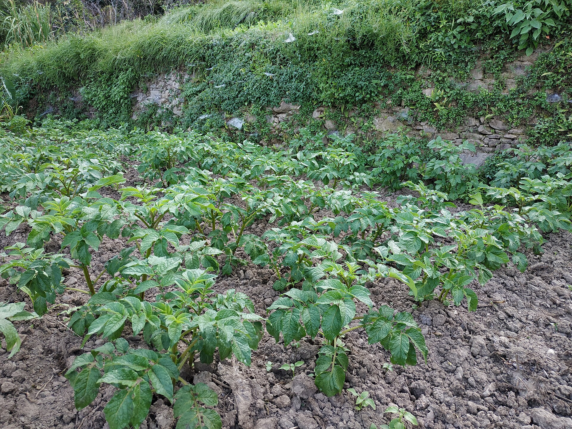 A potato field in the hills of Nepal