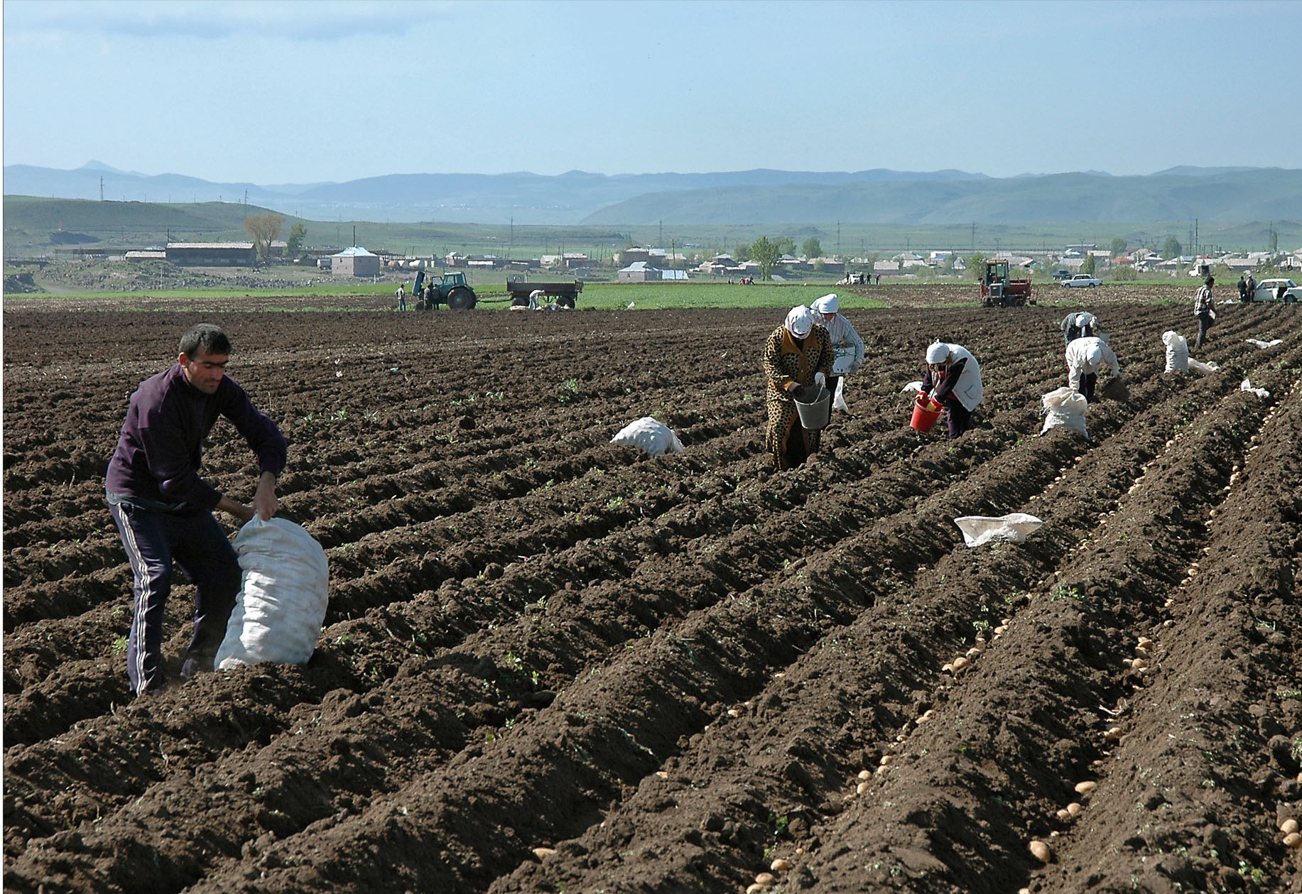 Potato harvest in Armenia (not Kyrgyzstan)