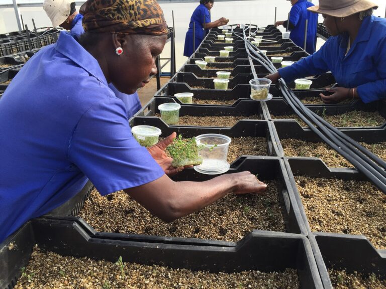 Global: Seed Pieces of 1.5–2.5 Ounces Give the Best Returns in Potato Planting 3 Planting seed potatoes