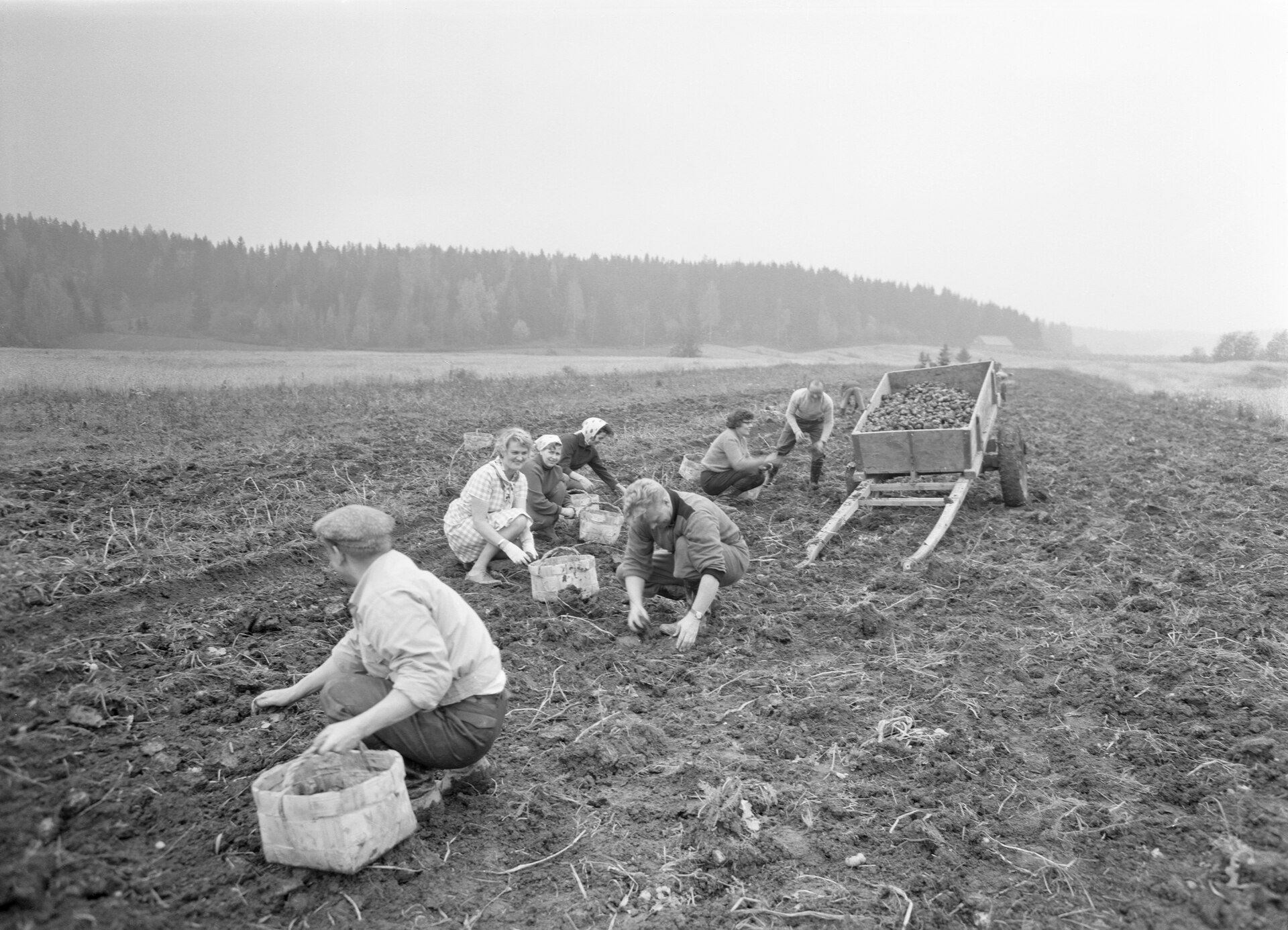 Harvesting potatoes in Finland, 1960