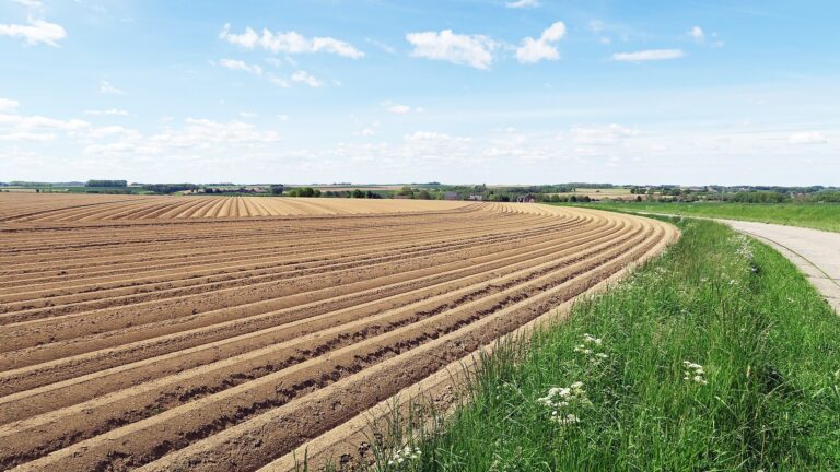 Bélgica: Seca expõe forte dependência da uva Fontane, enquanto pesquisadores afirmam que variedades robustas ainda levarão anos para chegar. Preparando o terreno para o plantio de batatas.