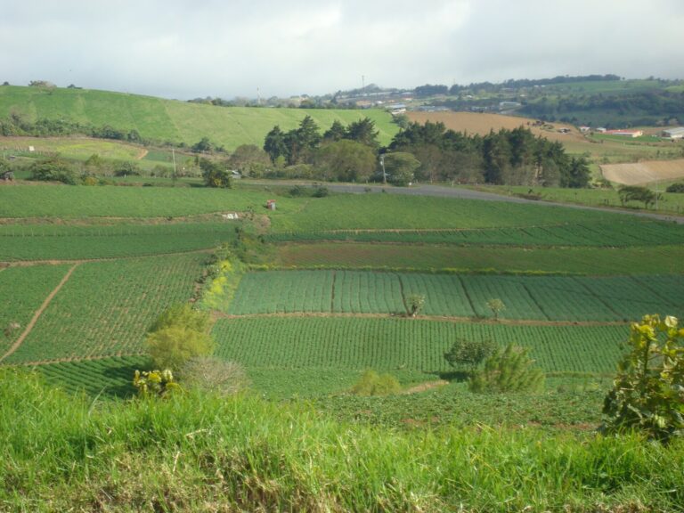 Ladang sayur-sayuran di Oreamuno, wilayah Cartago, Costa Rica