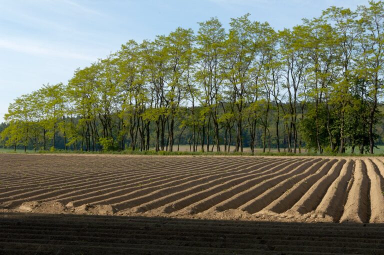 Poland: Eneo la Viazi Limepungua kwa 93% Tangu 1961 Huku Mavuno Yakiwa Karibu Maradufu 17 Shamba la viazi huko Książnica, Poland