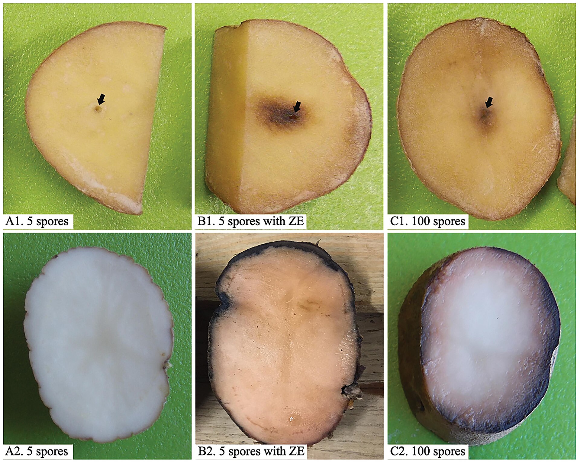 Potato tubers inoculated with the pink rot pathogen in a laboratory study