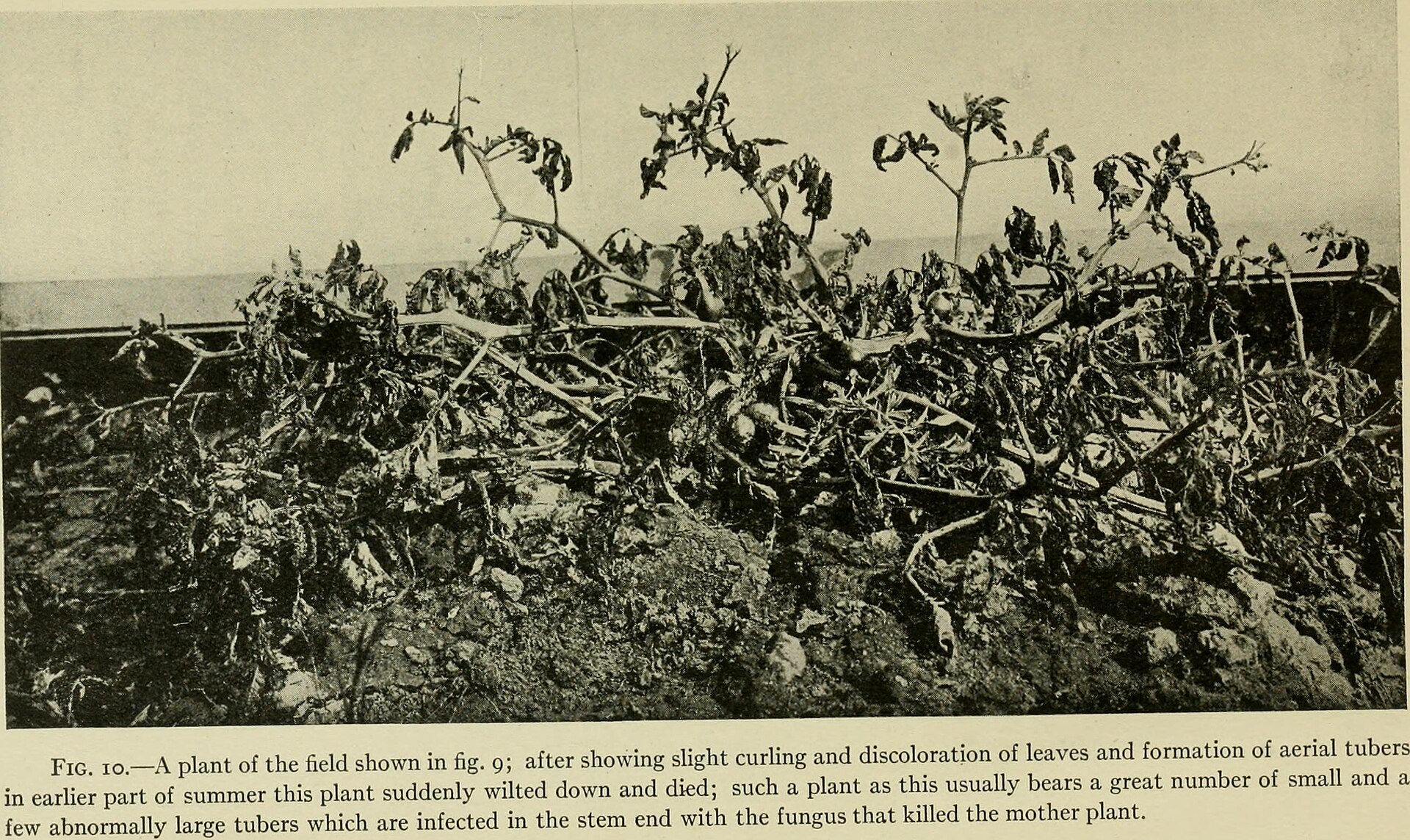 Pagkadunot sa tubo sa patatas tungod sa fusarium, gikan sa usa ka siyentipikong pagtuon niadtong 1916