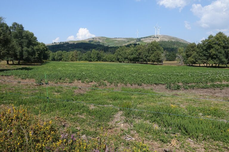Ureno: Eneo la Viazi Limepungua kwa 87% Tangu 1961 kama 2026 Upandaji Umeshuka hadi hekta 14,470 Shamba la viazi huko Gave, Melgaço, Ureno