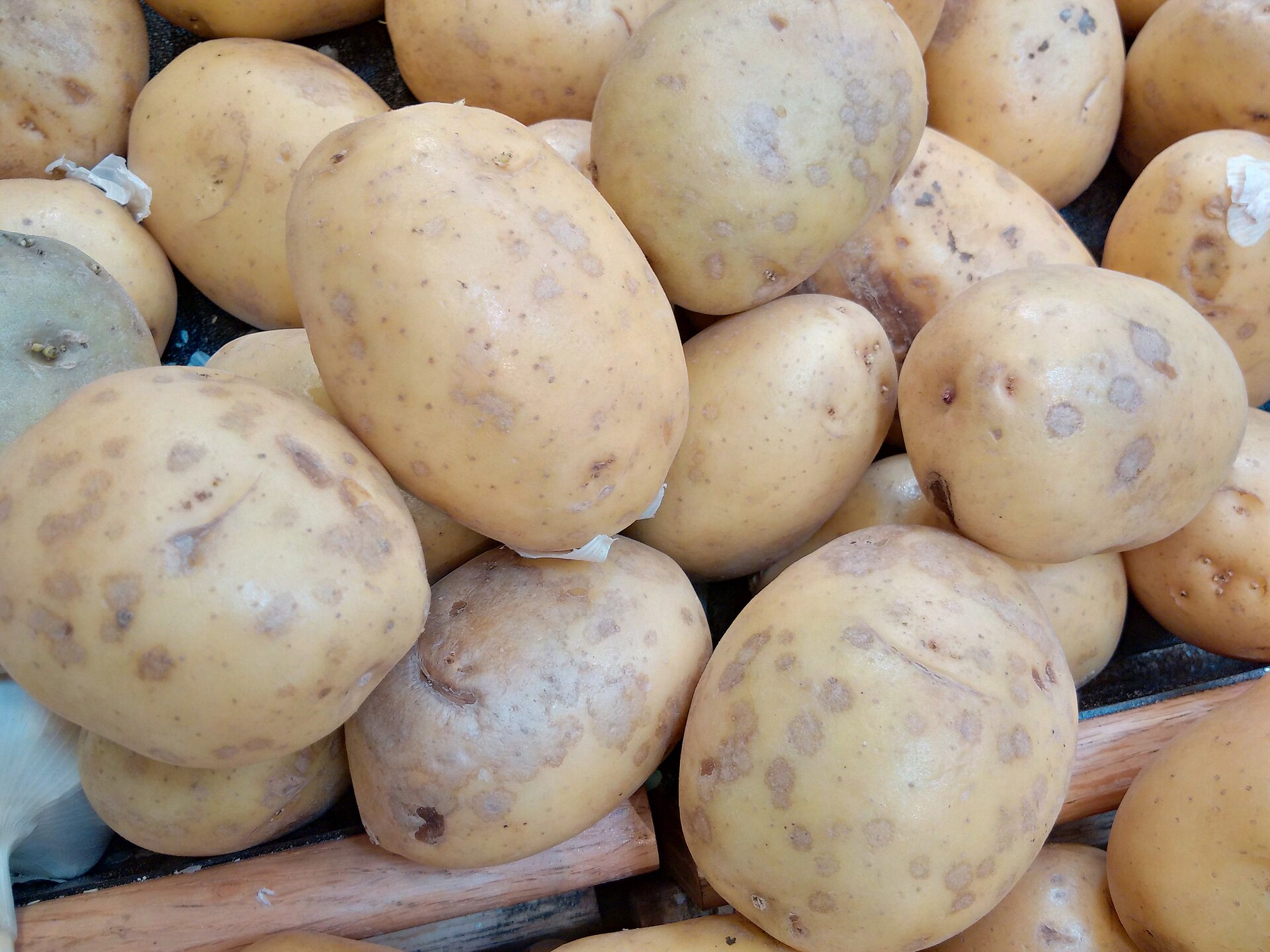 سلور اسکرف (Helminthosporium solani) آلو کے ٹبر پر