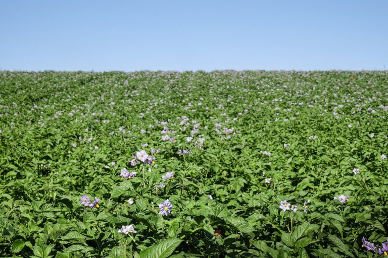 A potato field on the Danish island of Samsø