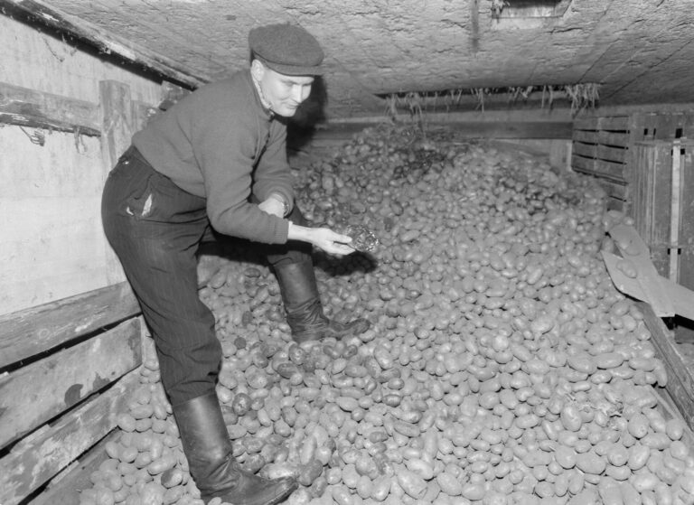 Potato storage in Loppi, Finland, 1961
