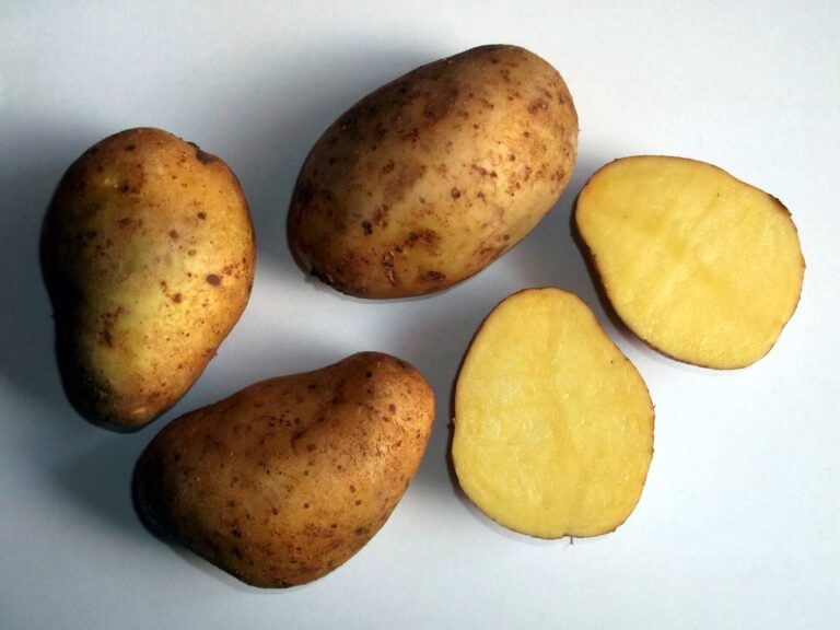 Zuid-Afrika: Aardappelproductie acht keer zo hoog sinds 1961, terwijl het aantal commerciële telers is gedaald tot 513. Aardappelen van het Princess-ras