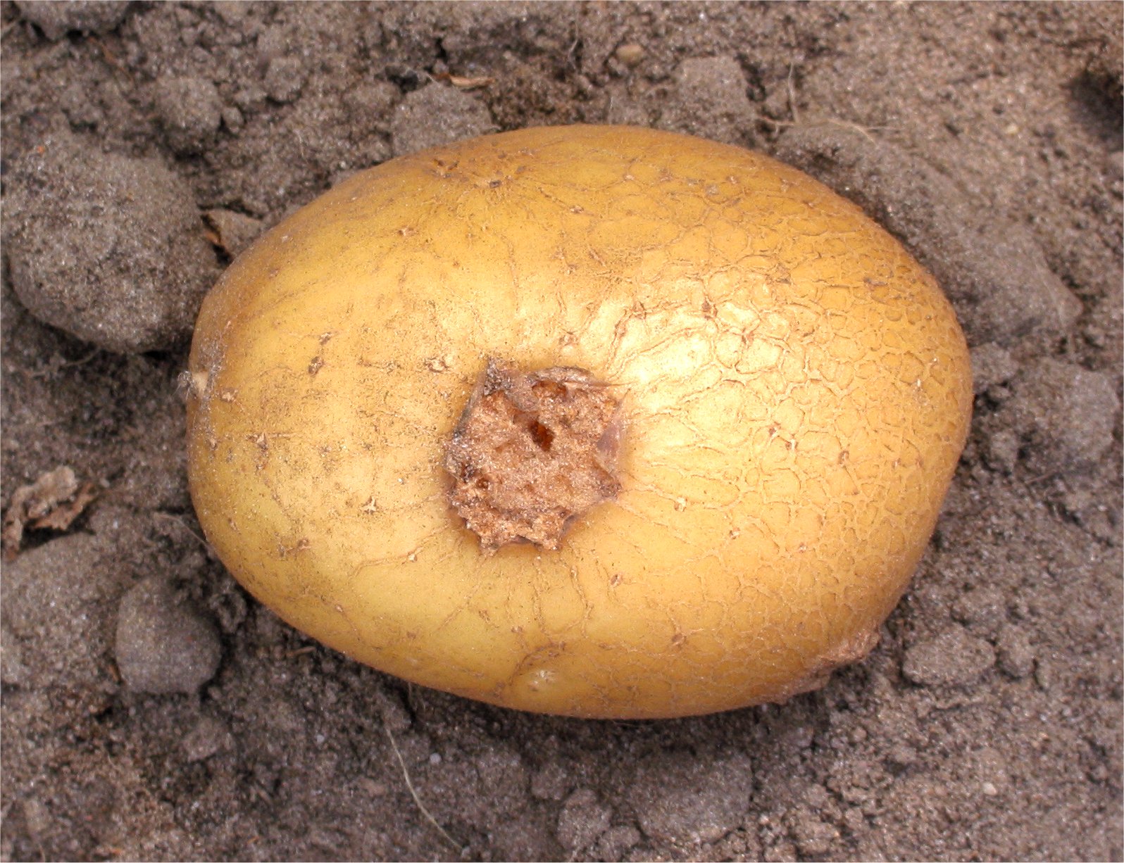 Patates yumrularında görülen yaygın uyuz hastalığı (Streptomyces scabies).