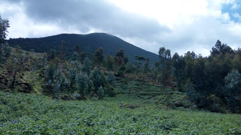 Potatoes and eucalyptus at the foot of Mount Bisoke, Rwanda