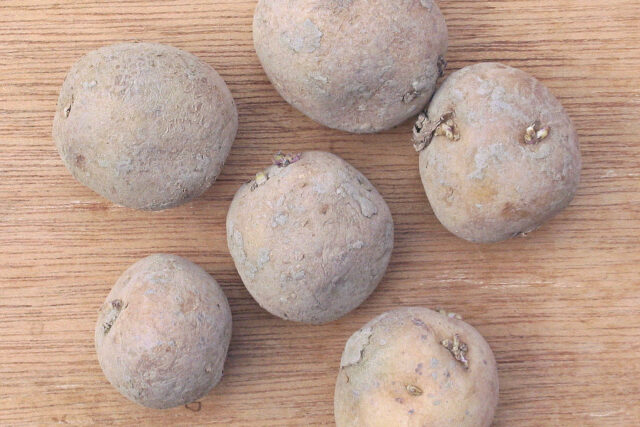 Patate di semina di a varietà Doré