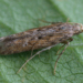 Global: Potato Tuber Moth Can Destroy Up to 100% of Potatoes in Stores Without Cooling 2 Potato tuber moth